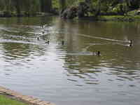 London, April 13-15th 2007: Meeting Sun Lim. Regent's Park: a pond with even more ducks coming.
